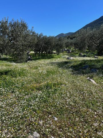 Terrain À vendre TRPANJ