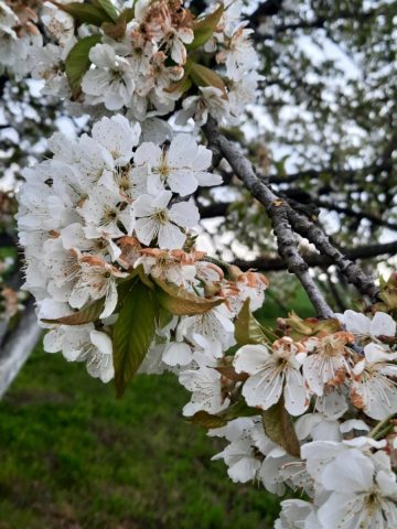Zemljište Na prodaju - Osječko-baranjska Petrijevci - foto 4/18