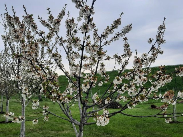 Zemljište Na prodaju - Osječko-baranjska Petrijevci - foto 5/18