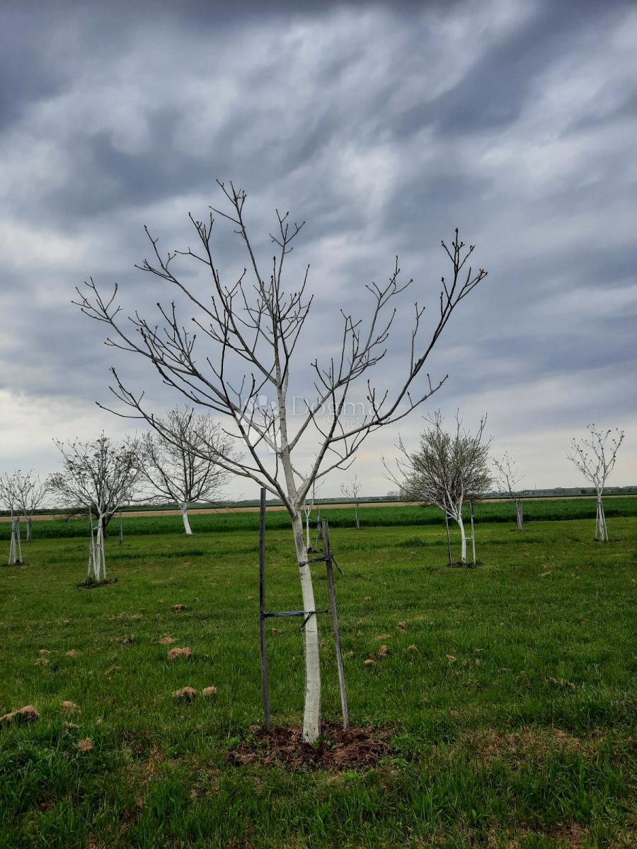Działka Na sprzedaż - OSJEČKO-BARANJSKA PETRIJEVCI