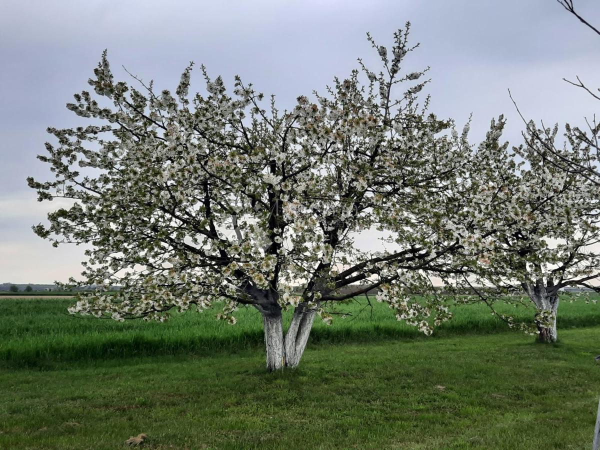 Działka Na sprzedaż - Osječko-baranjska Petrijevci - foto 2/18