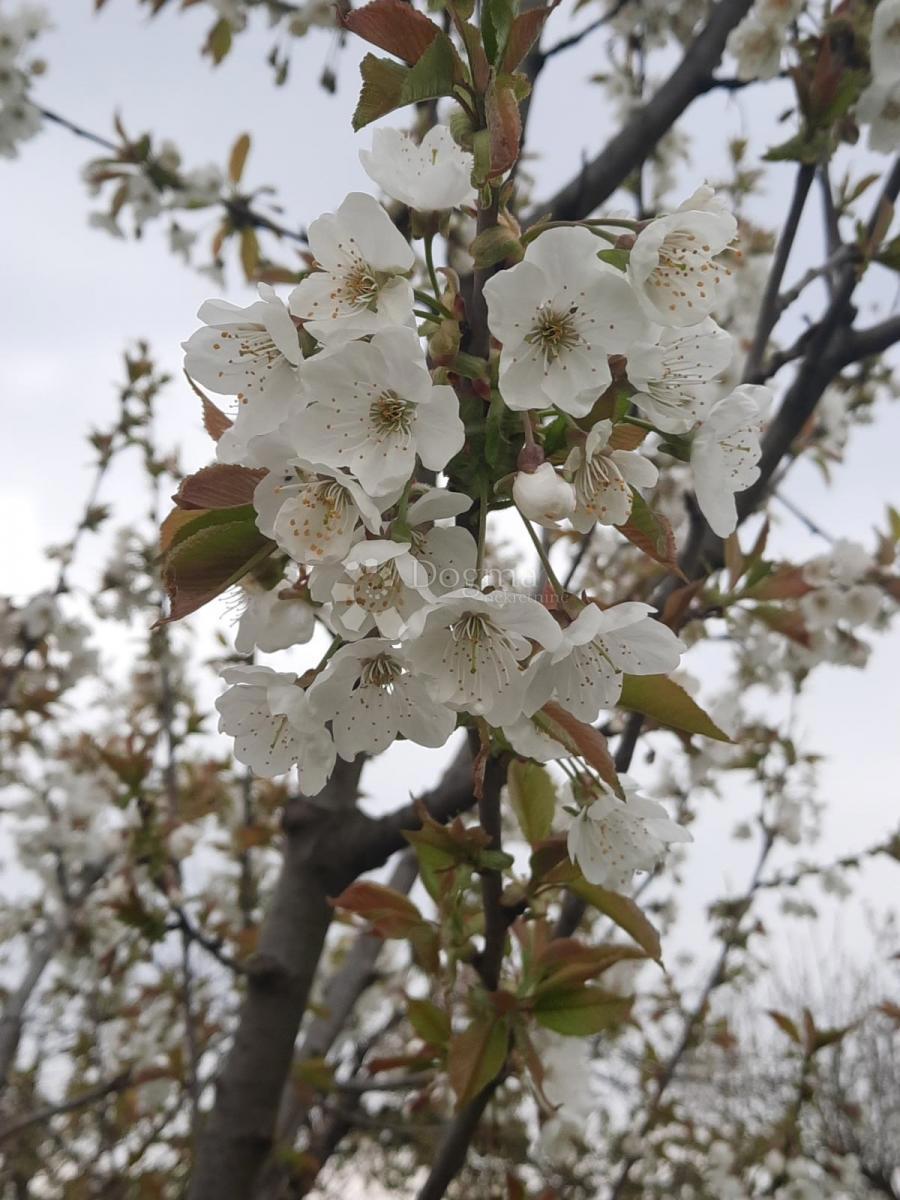 Działka Na sprzedaż - Osječko-baranjska Petrijevci - foto 3/18