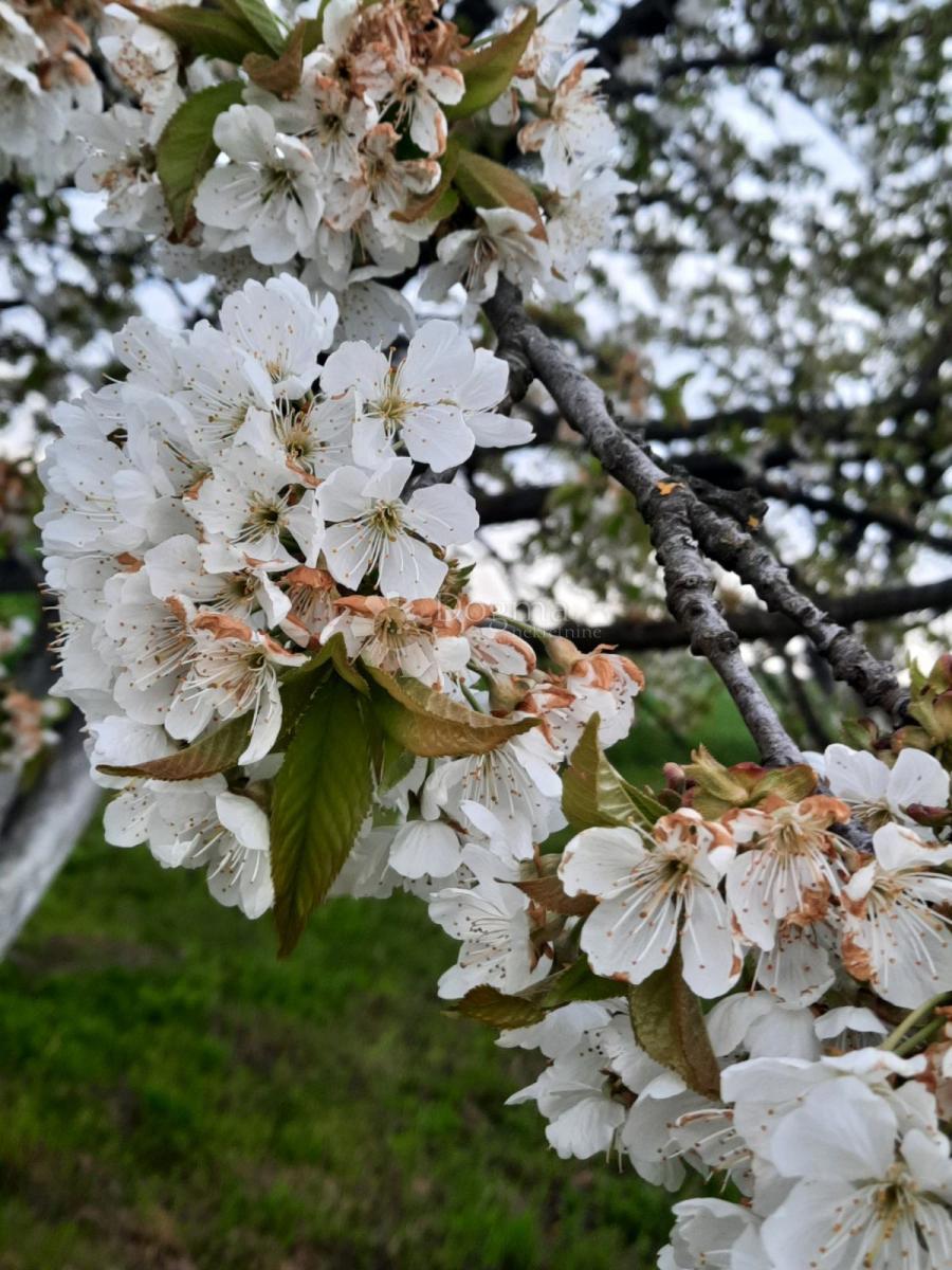 Działka Na sprzedaż - Osječko-baranjska Petrijevci - foto 4/18