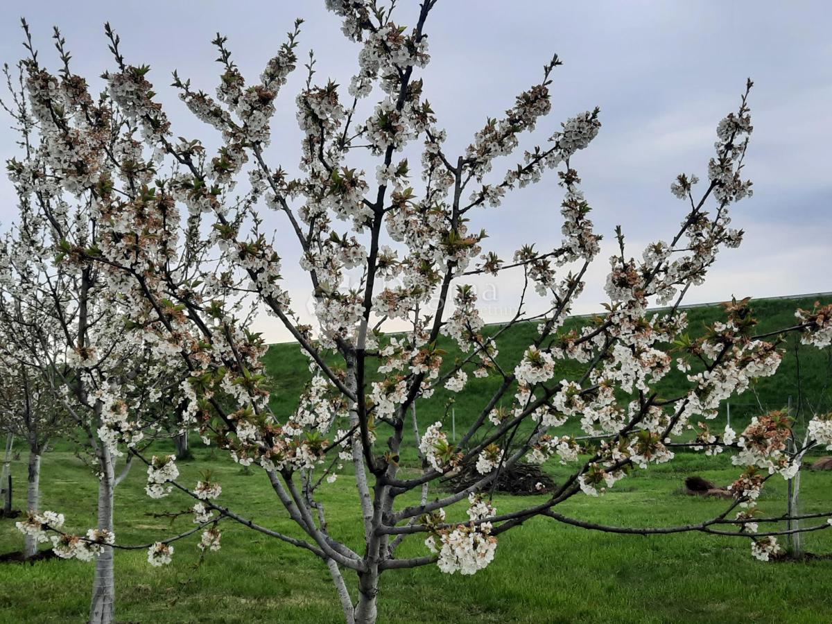 Działka Na sprzedaż - Osječko-baranjska Petrijevci - foto 5/18