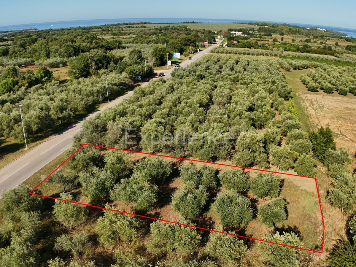 Terrain À vendre - Istarska Tar-vabriga - foto 1/3