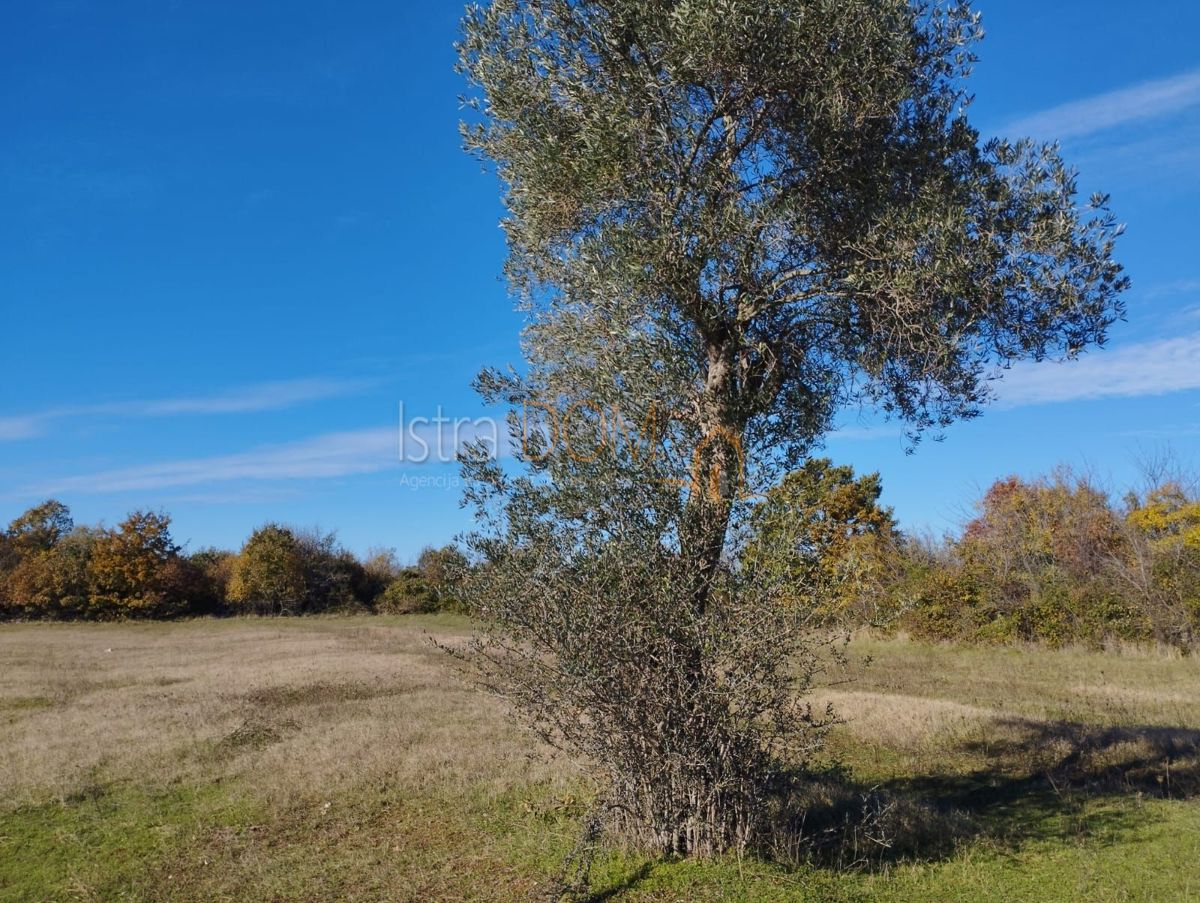 Parcela Na predaj - Istarska Svetvinčenat - foto 2/7