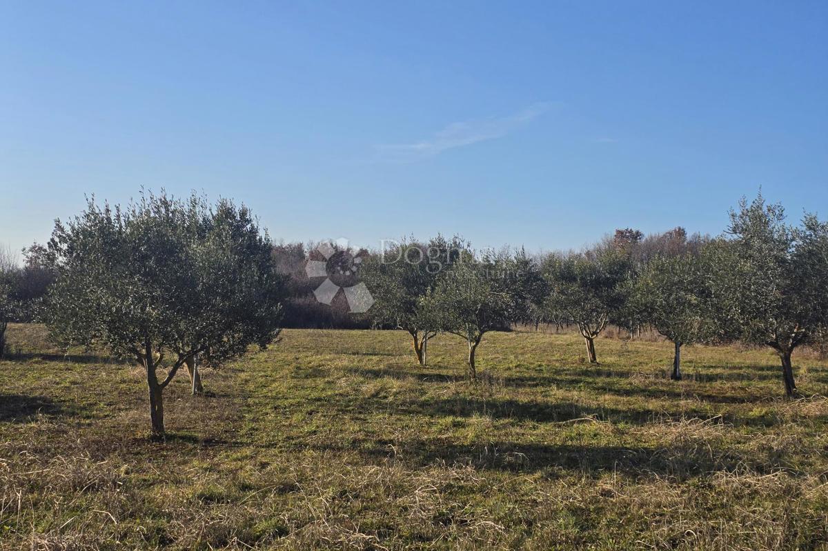 Land For sale - ISTARSKA POREČ