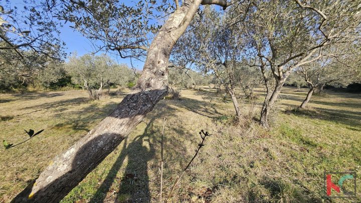 Zemljište Na prodaju - Istarska Vodnjan - foto 2/6