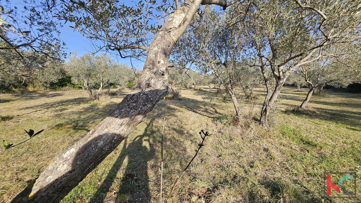 Pozemek Na prodej - Istarska Vodnjan - foto 2/6