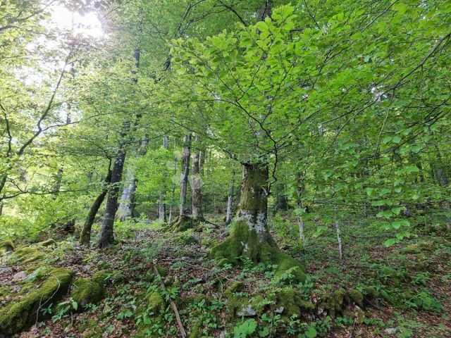 Terreno in vendita 75555 m² – Delnice