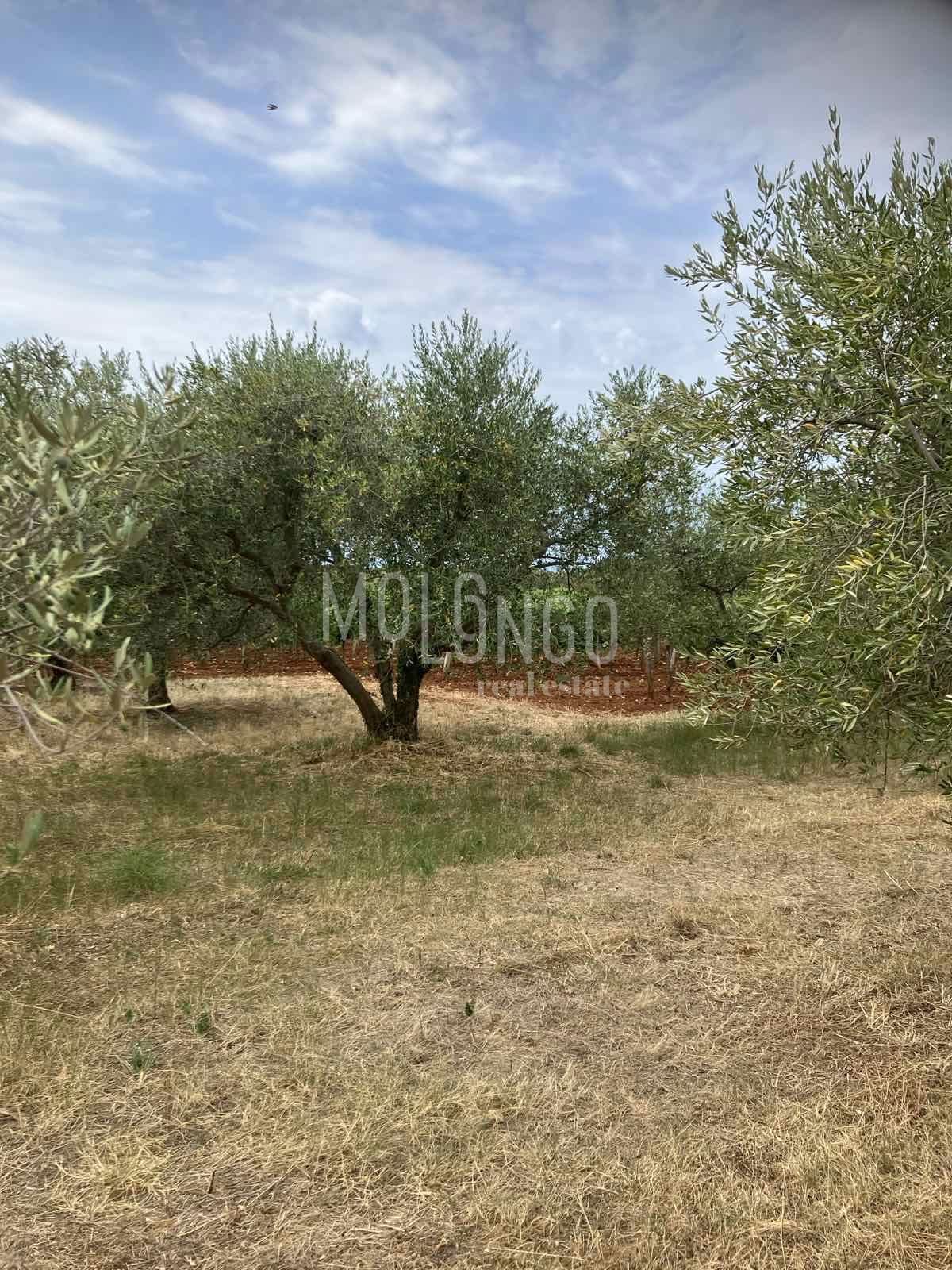 Terreno In vendita - Istarska Kaštelir - foto 1/2