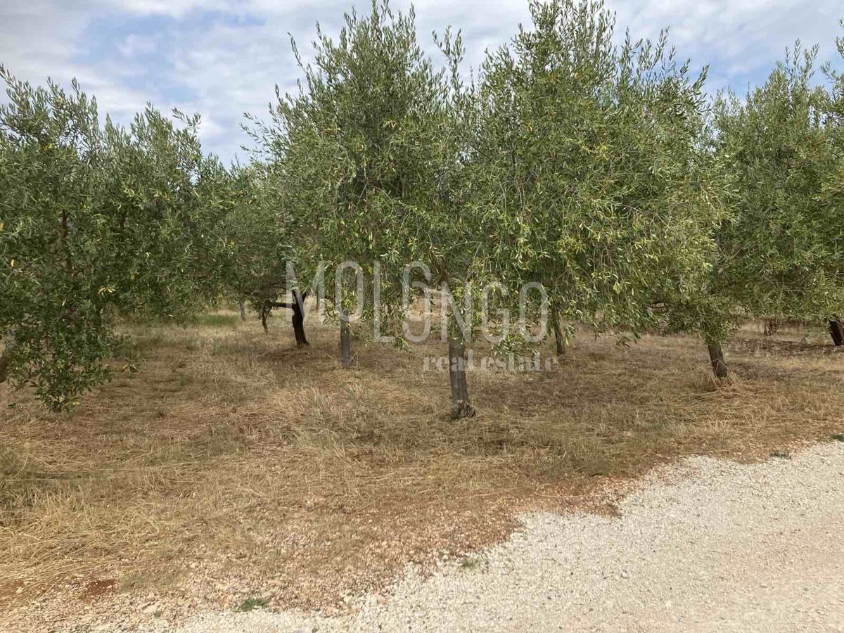 Terreno In vendita - Istarska Kaštelir - foto 2/2
