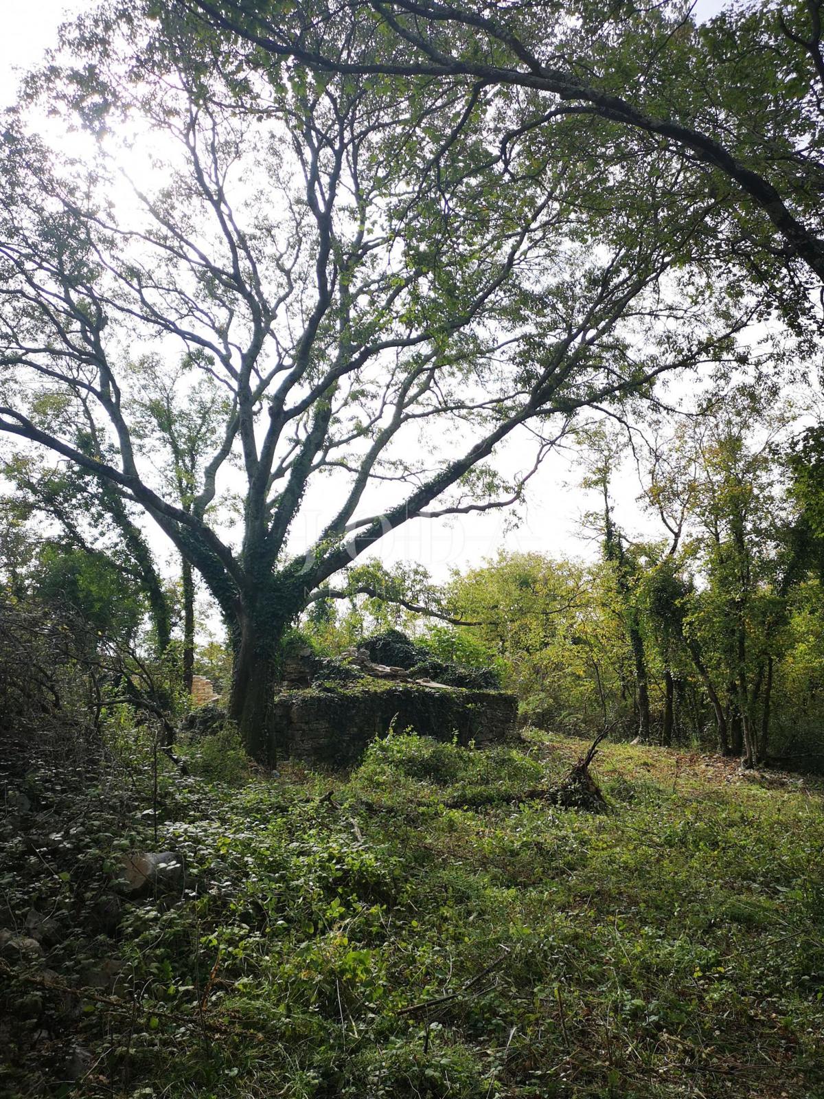 Land For sale - ISTARSKA GROŽNJAN