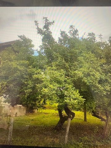Hiša Na predaj - Požeško-slavonska Velika - foto 4/8