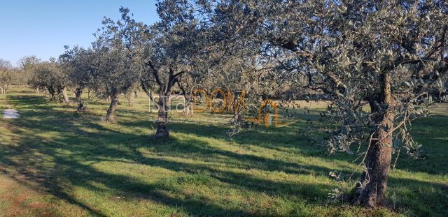 Land For sale - Istarska Marčana - foto 2/3