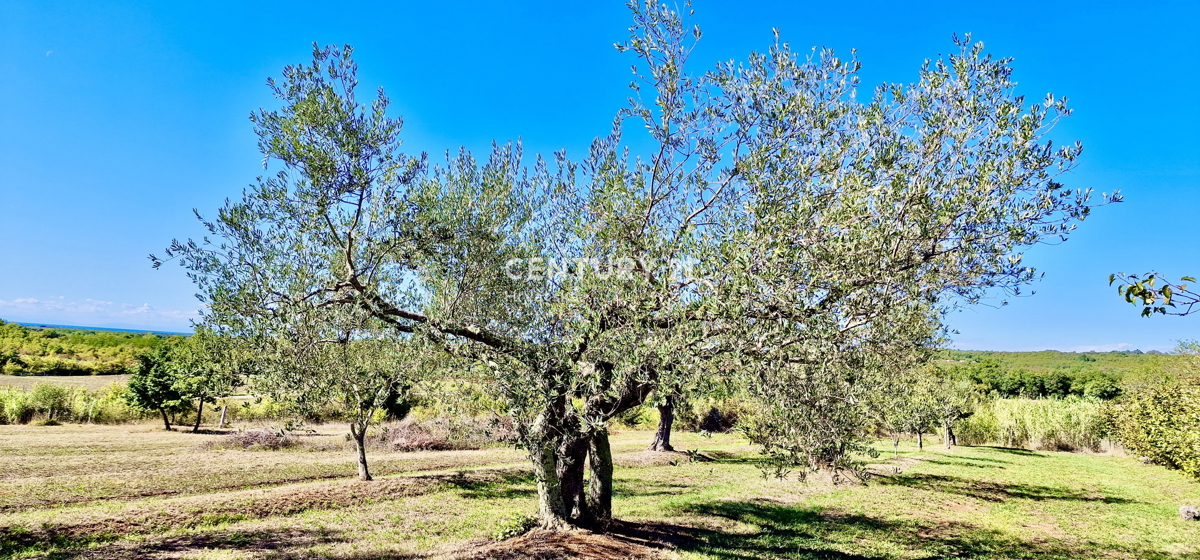 Maison À vendre - ISTARSKA UMAG
