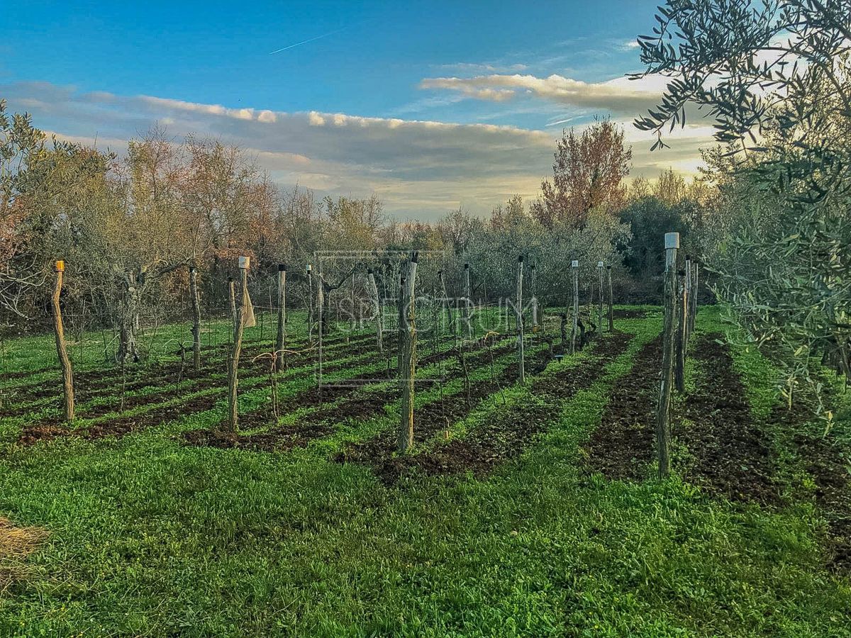 House For sale - ISTARSKA BRTONIGLA