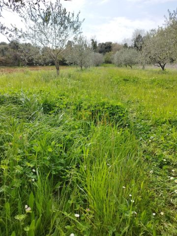 Zemljište na prodaju 5490 m² – Svetvinčenat