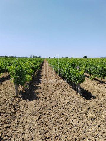 Land for sale 24207 m² – Benkovac