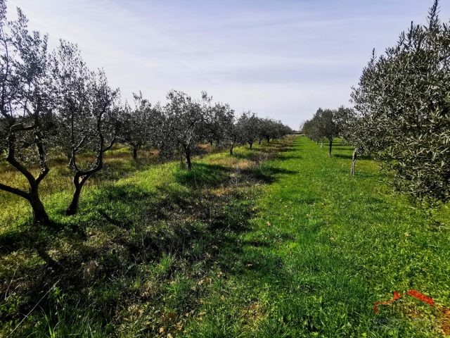 Grundstück zu verkaufen 2368 m² – Vodnjan