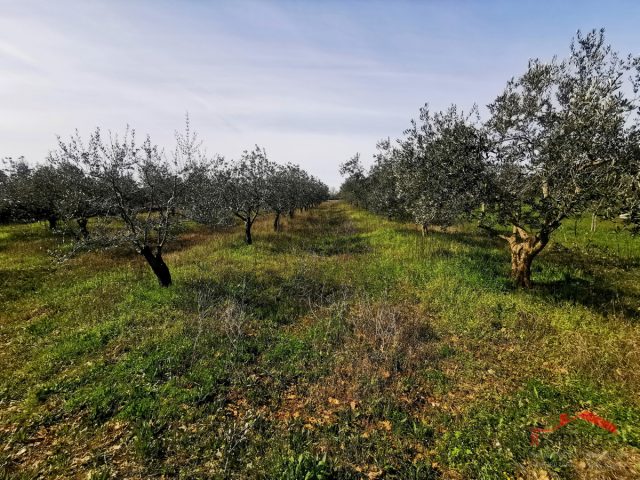 Terreno In vendita - Istarska Vodnjan - foto 3/7