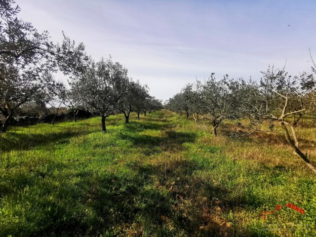 Terreno In vendita - Istarska Vodnjan - foto 4/7