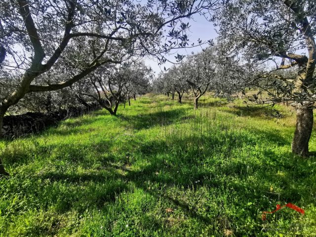 Terreno In vendita - Istarska Vodnjan - foto 5/7
