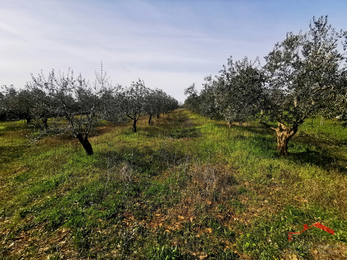 Land For sale - Istarska Vodnjan - foto 3/7