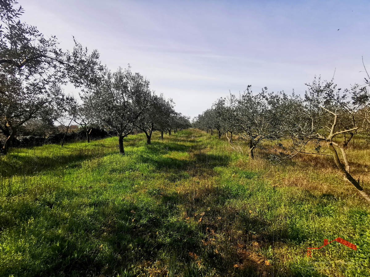 Land For sale - Istarska Vodnjan - foto 4/7