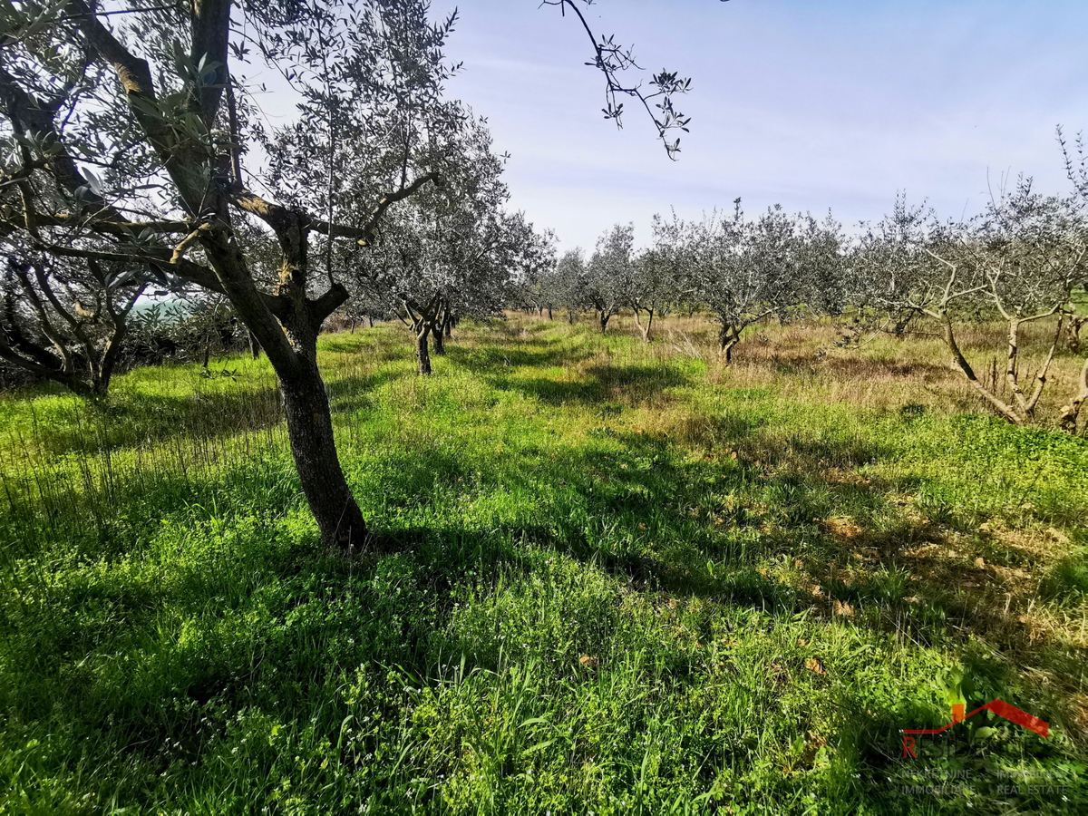 Land For sale - ISTARSKA VODNJAN