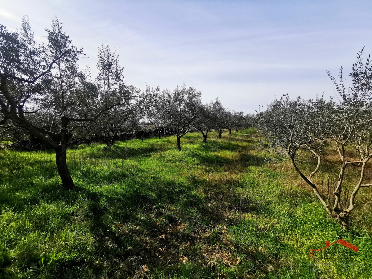 Land For sale - ISTARSKA VODNJAN