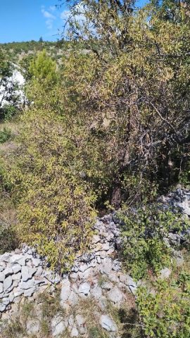 Parcela Naprodaj - Zadarska Starigrad - foto 2/24