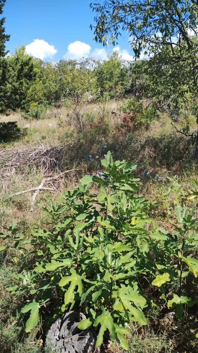Land For sale - ZADARSKA STARIGRAD