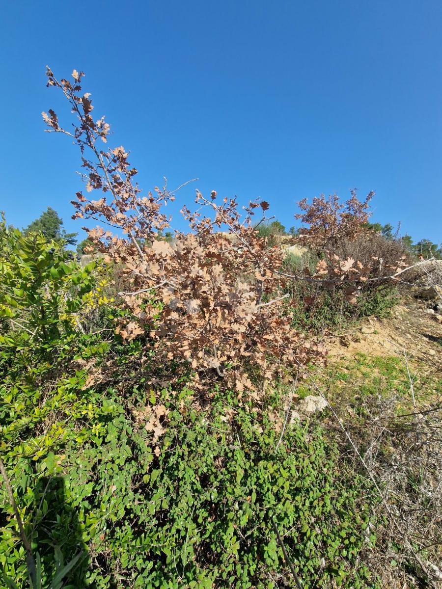 Land For sale - ZADARSKA RAŽANAC