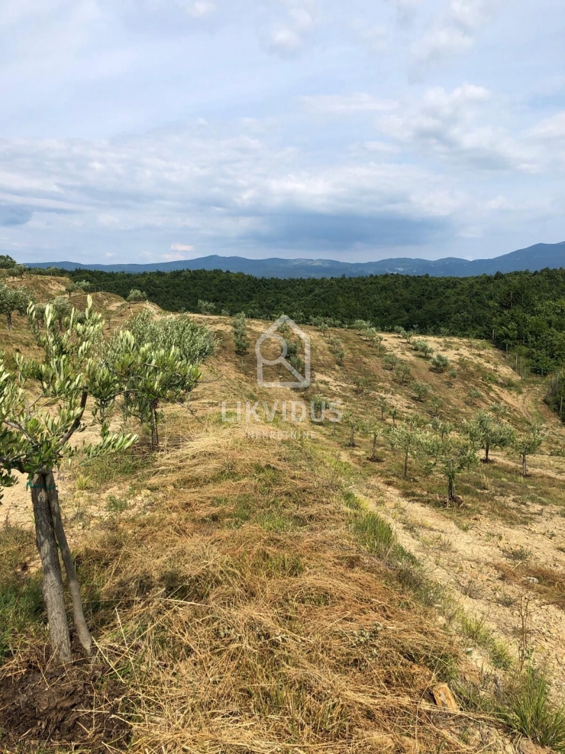 Land For sale - ISTARSKA CEROVLJE