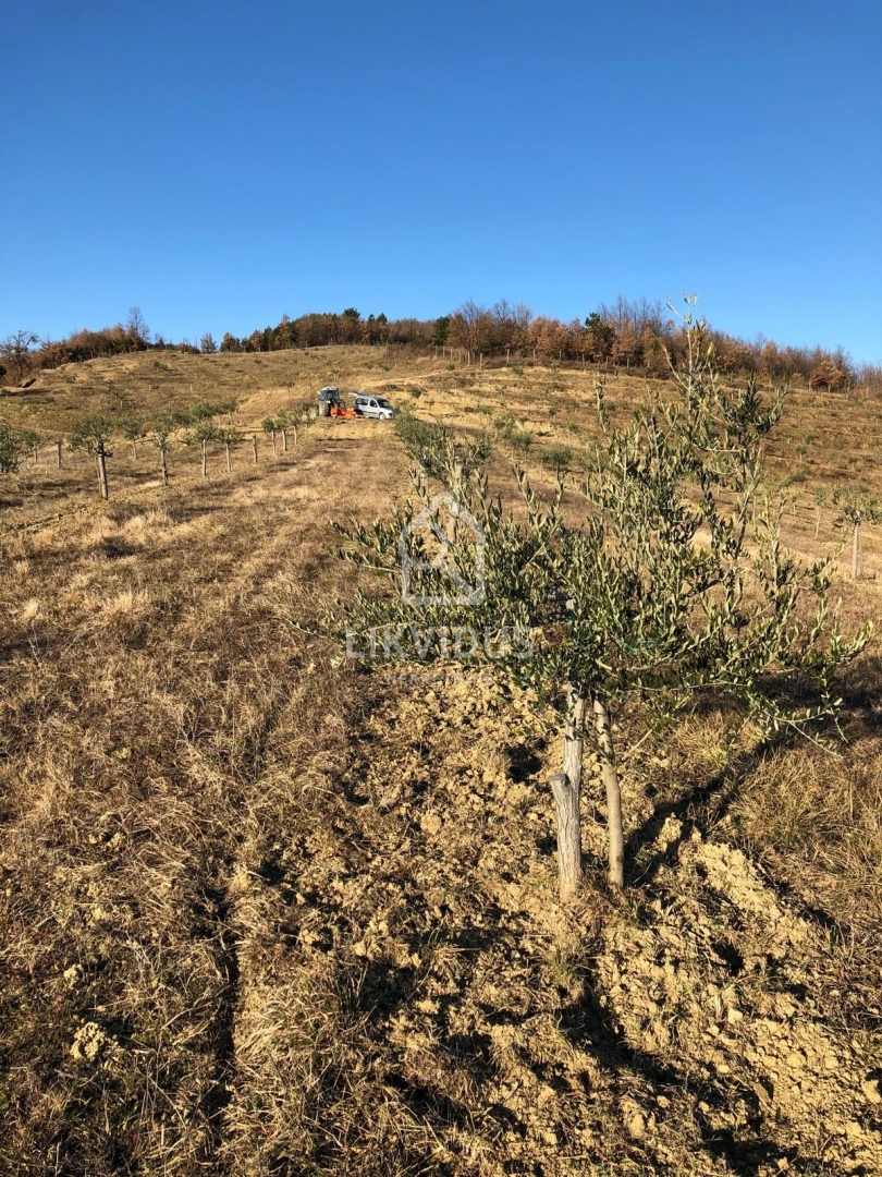 Land For sale - ISTARSKA CEROVLJE