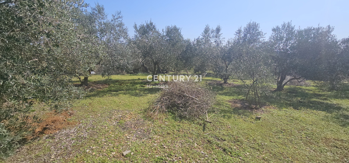 Land For sale - ZADARSKA UGLJAN