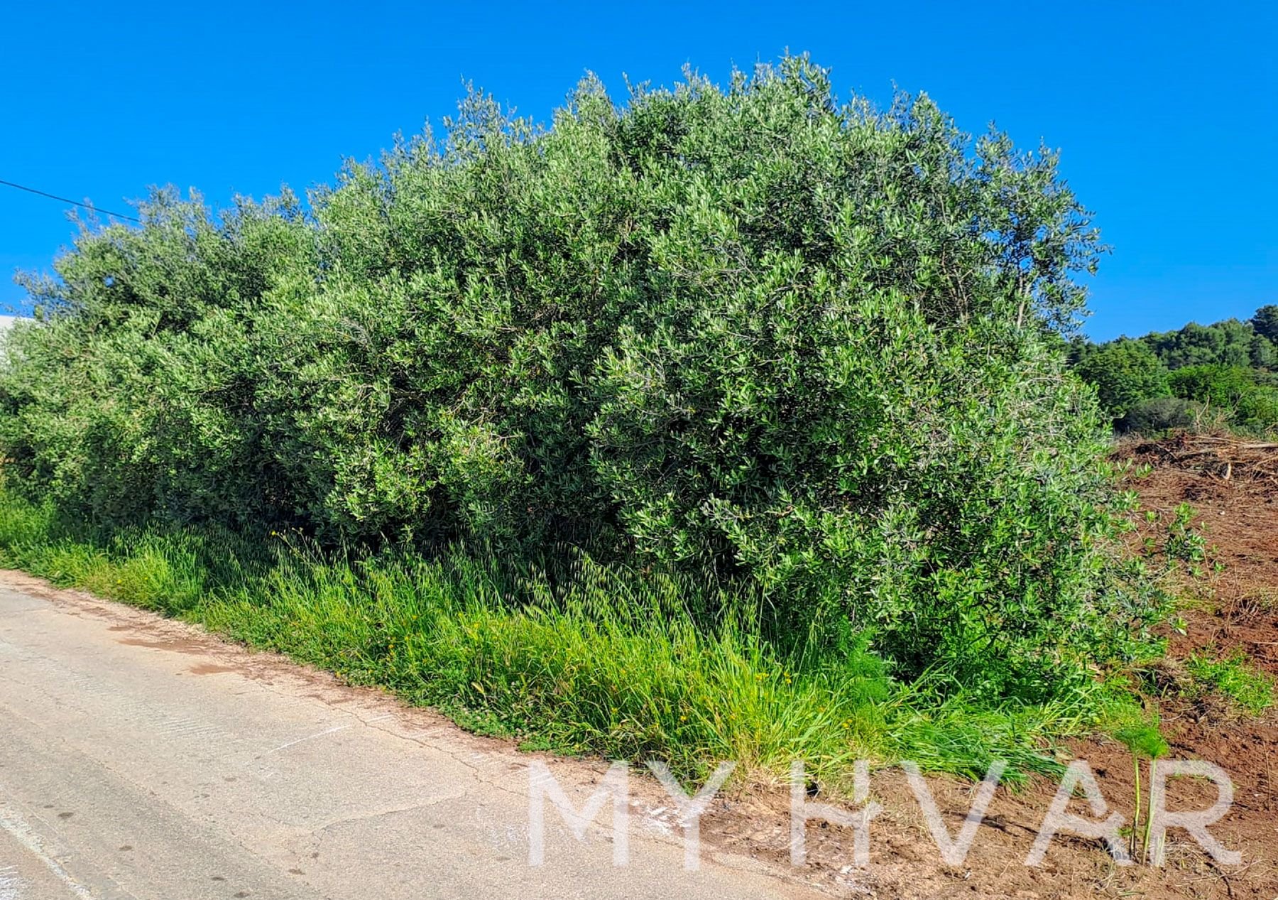 Land For sale - SPLITSKO-DALMATINSKA Sućuraj