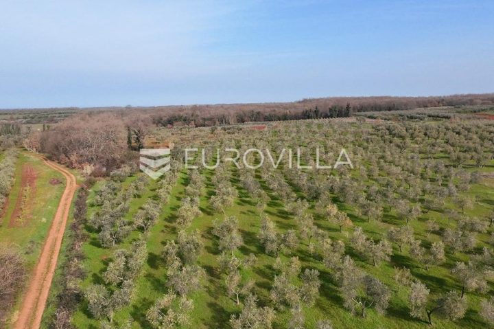 Terreno in vendita 17202 m² – Brtonigla