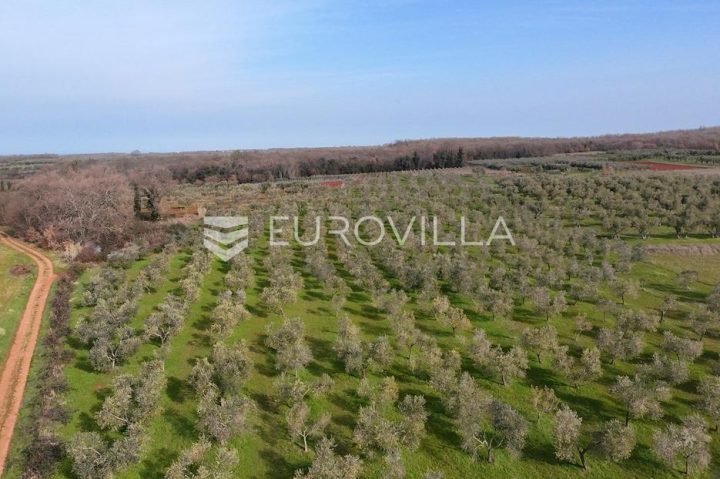 Terrain À vendre - Istarska Brtonigla - foto 4/14