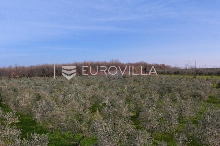 Terrain À vendre - Istarska Brtonigla - foto 2/2