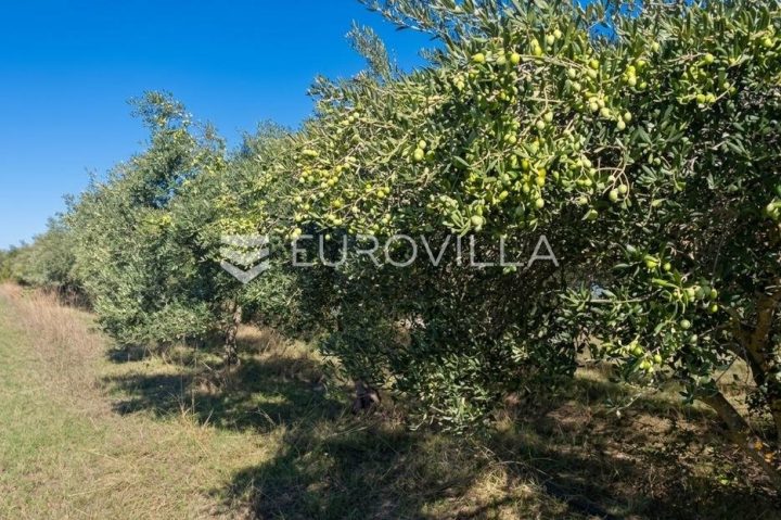 Terrain À vendre - Zadarska Škabrnje - foto 4/4