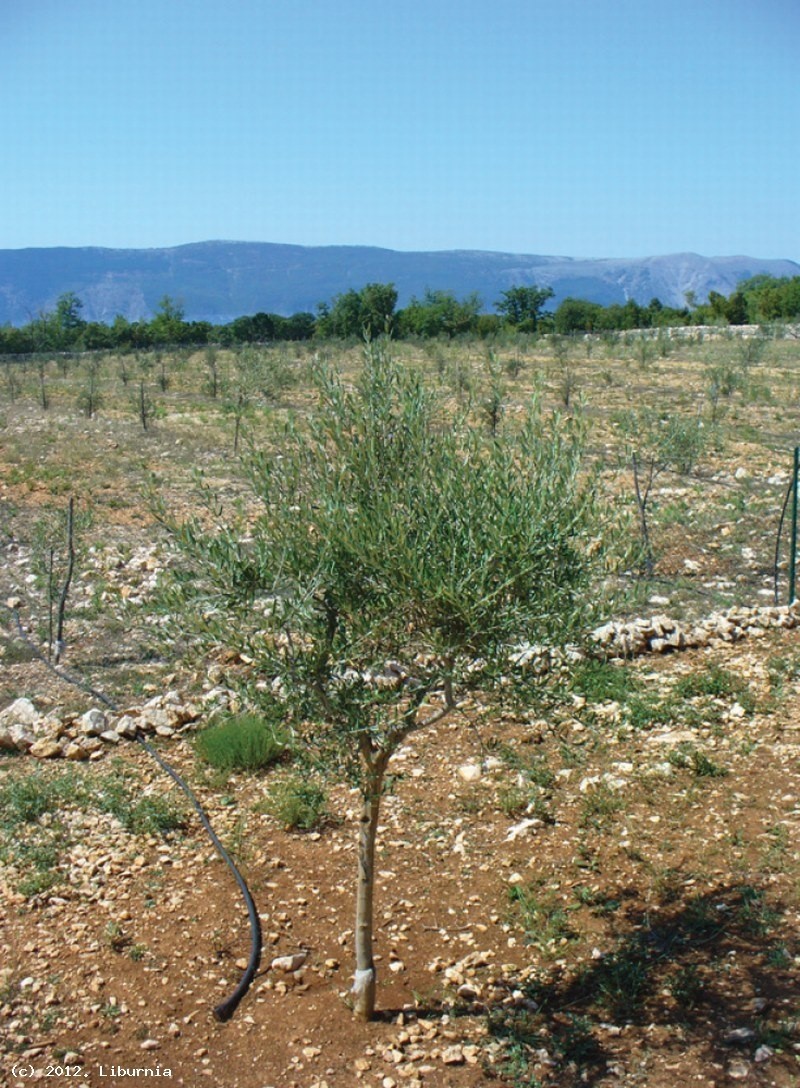 Zemljište Na prodaju - PRIMORSKO-GORANSKA  KRK 