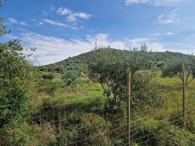 Land For sale Polača