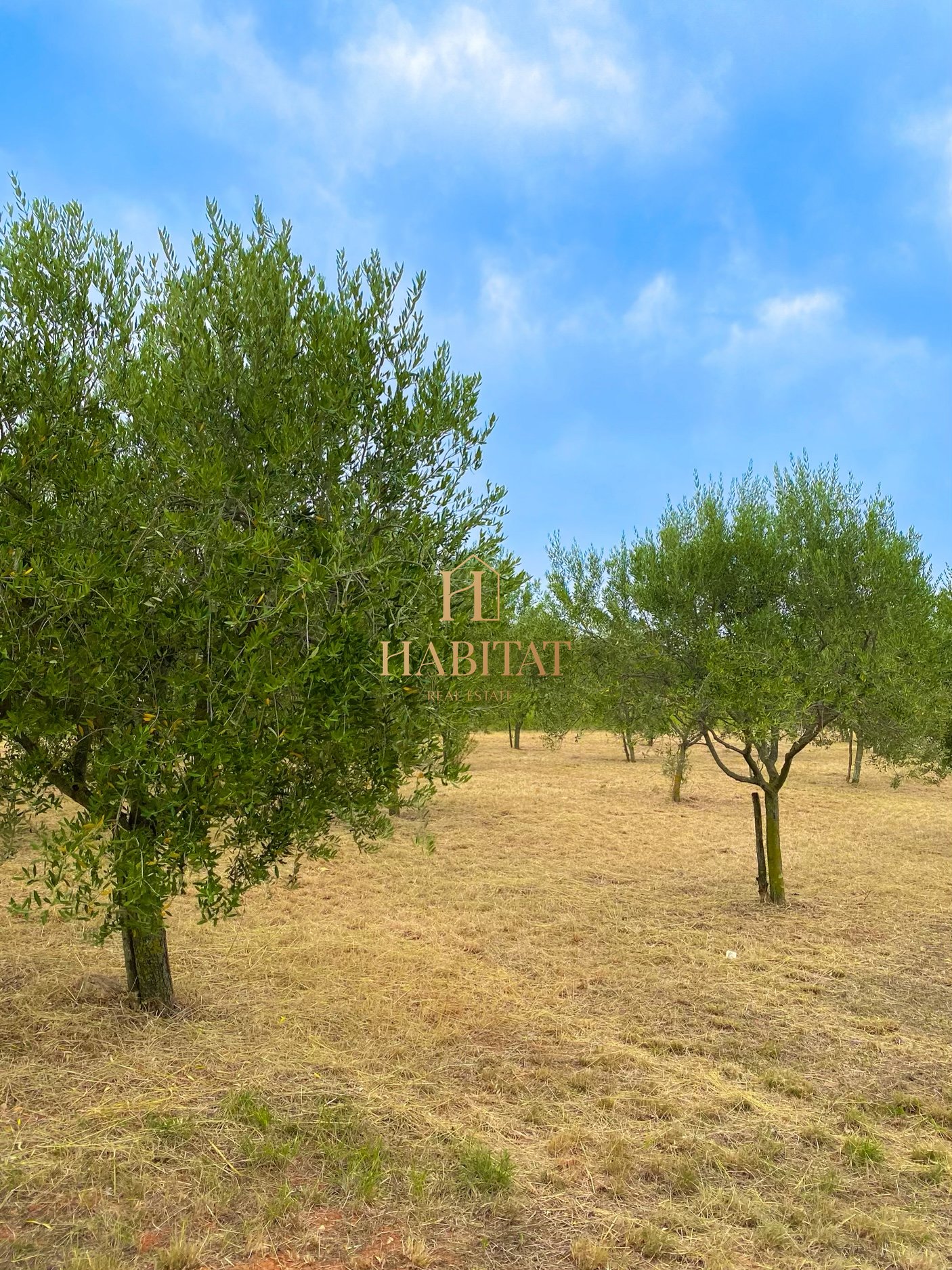 Land For sale - ISTARSKA CEROVLJE