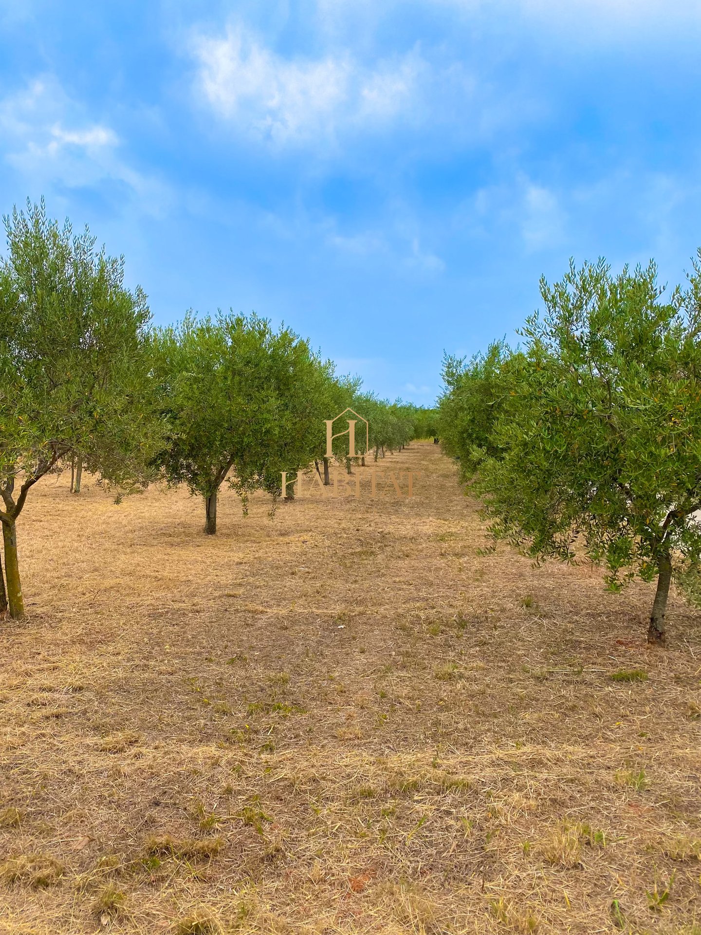 Land For sale - ISTARSKA CEROVLJE