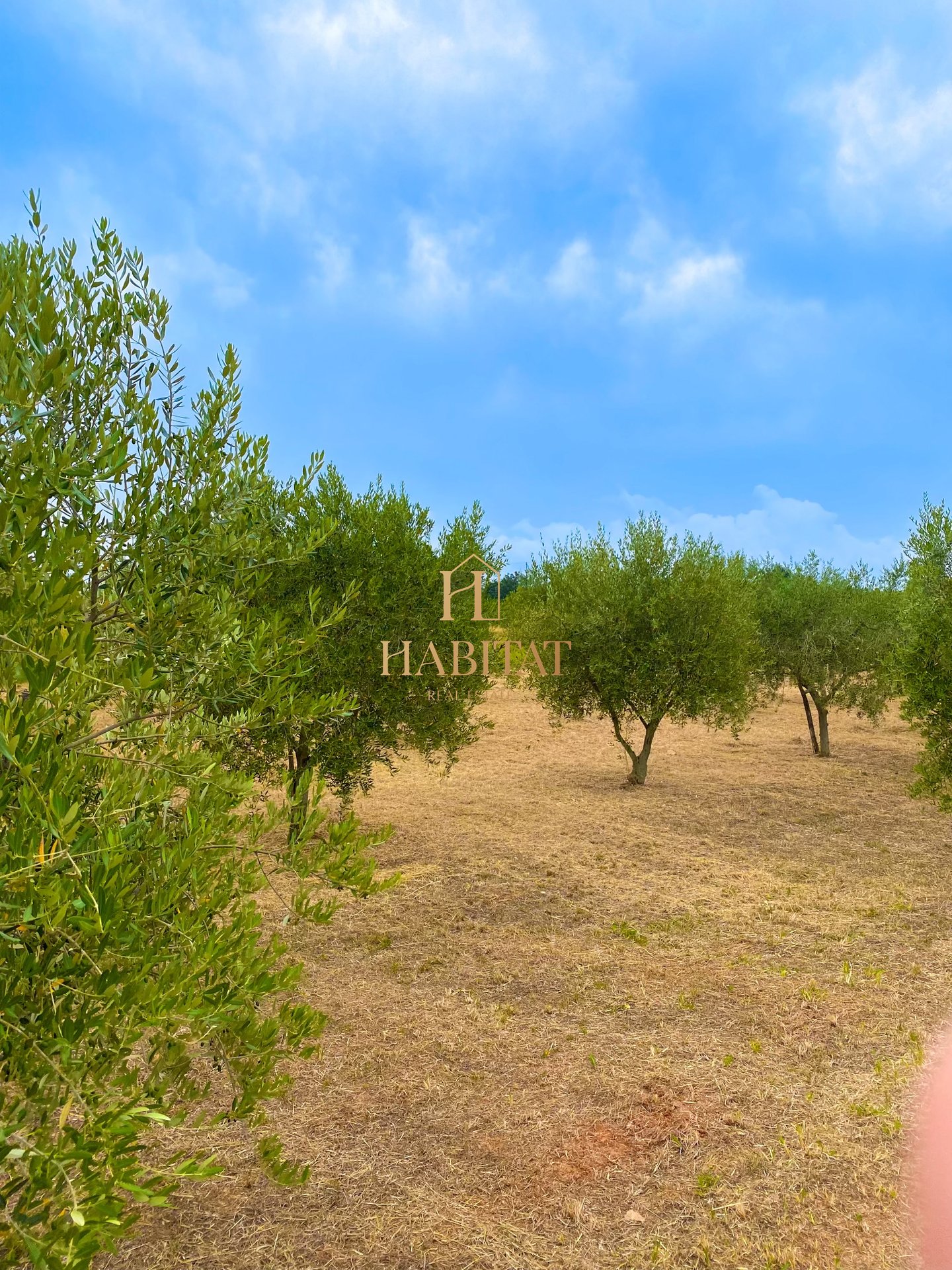 Land For sale - ISTARSKA CEROVLJE