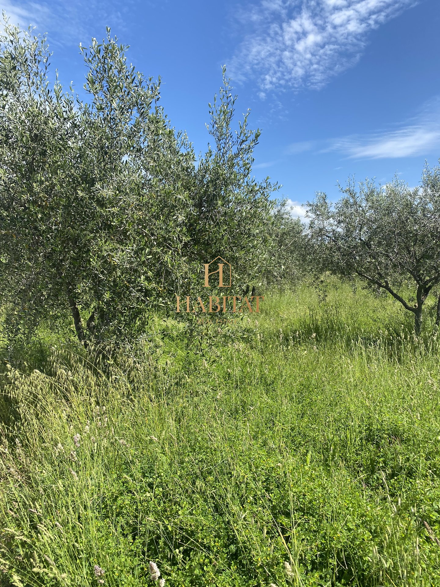Land For sale - ISTARSKA CEROVLJE