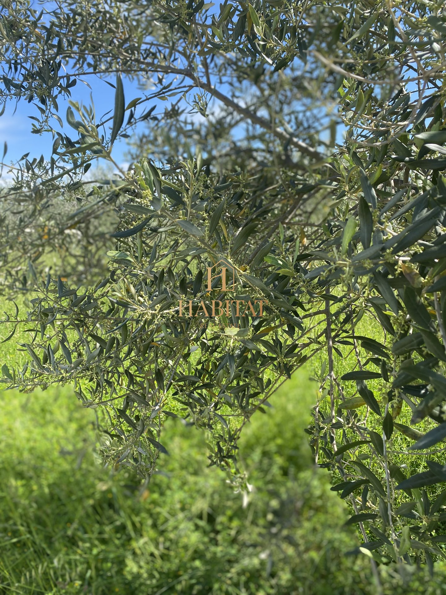 Land For sale - ISTARSKA CEROVLJE