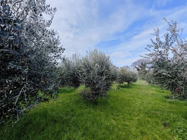 House For sale - Primorsko-goranska Porat - foto 5/15
